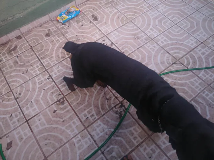Cachorro ra a Rottweiler idade 1 ano nome Zeus