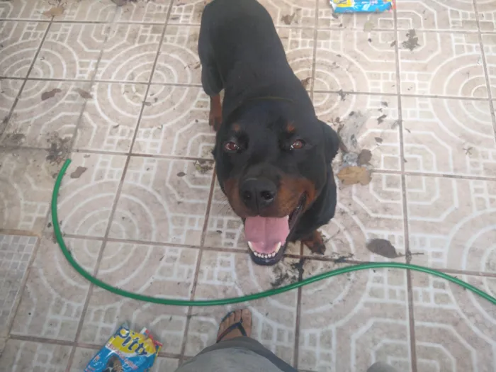 Cachorro ra a Rottweiler idade 1 ano nome Zeus