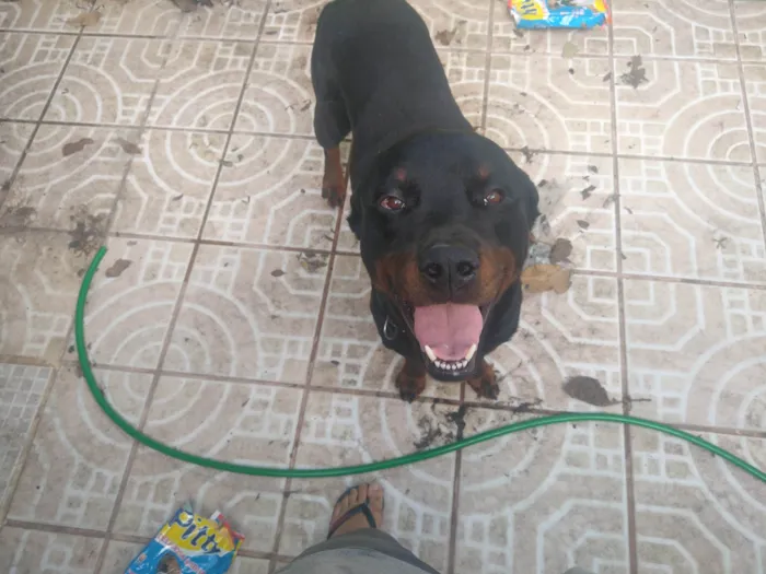 Cachorro ra a Rottweiler idade 1 ano nome Zeus