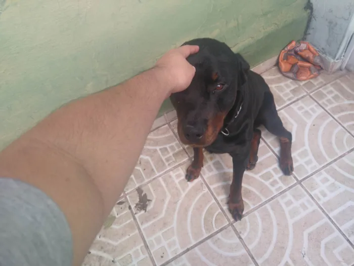 Cachorro ra a Rottweiler idade 1 ano nome Zeus