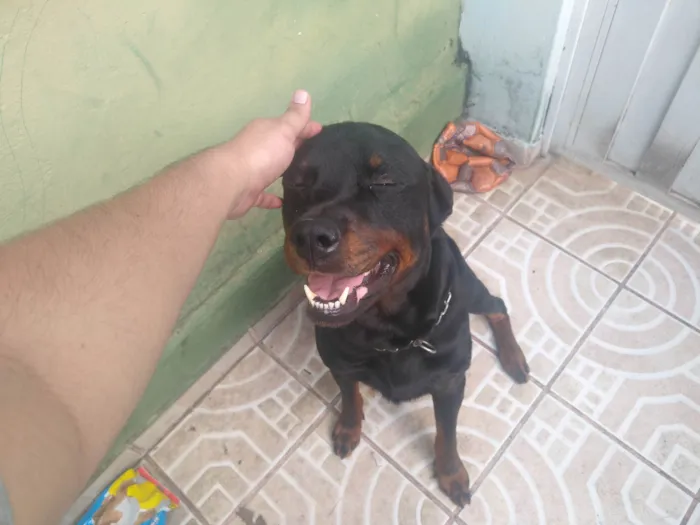 Cachorro ra a Rottweiler idade 1 ano nome Zeus