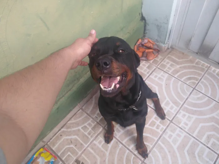 Cachorro ra a Rottweiler idade 1 ano nome Zeus