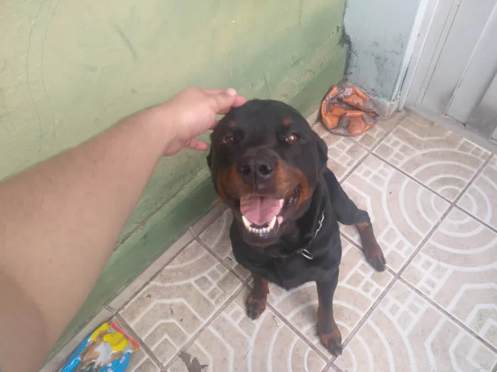 Cachorro ra a Rottweiler idade 1 ano nome Zeus