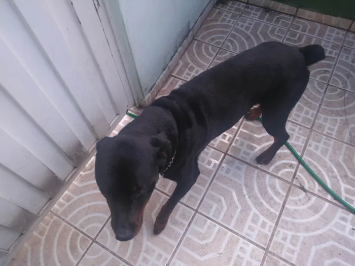 Cachorro ra a Rottweiler idade 1 ano nome Zeus