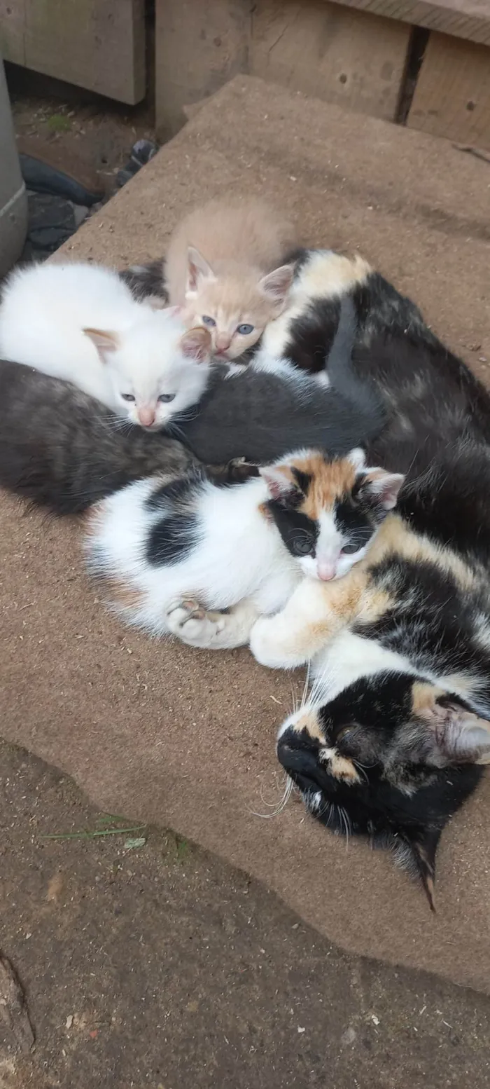 Gato ra a SRD-ViraLata idade 2 a 6 meses nome Algodão