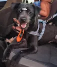 Simon