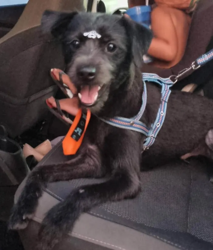 Cachorro ra a SRD-ViraLata idade 1 ano nome Simon
