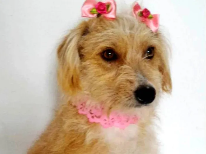 Cachorro ra a SRD-ViraLata idade 1 ano nome SARAH (CASTRADA)
