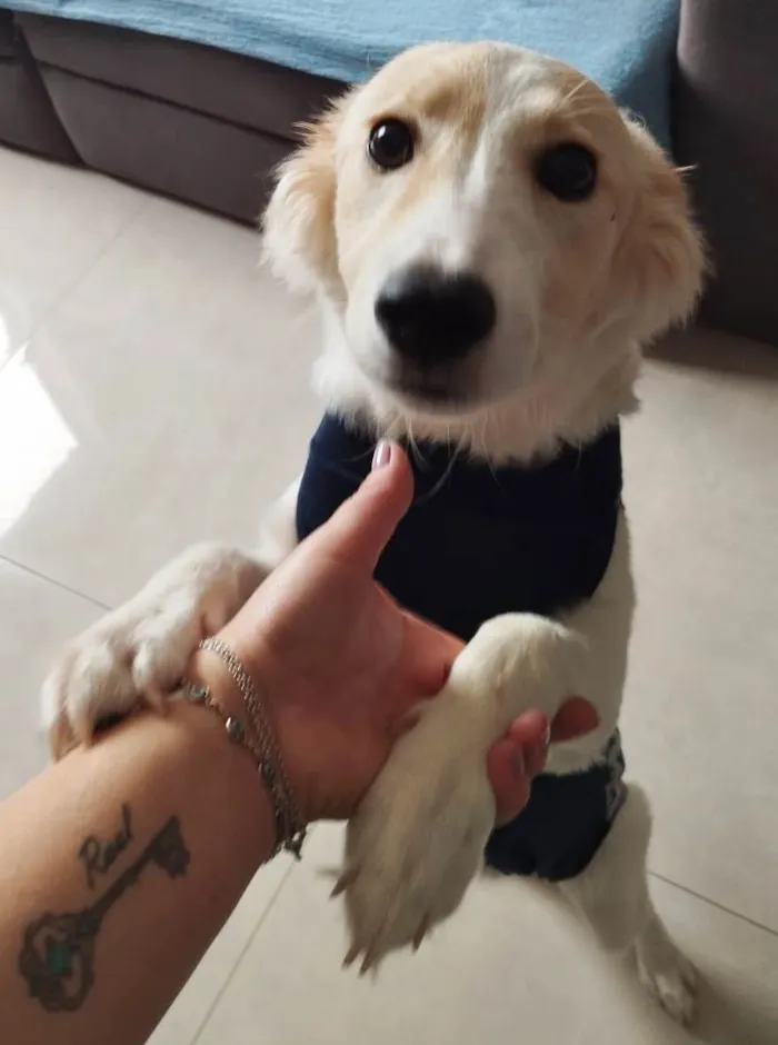 Cachorro ra a SRD-ViraLata idade 7 a 11 meses nome BILLY