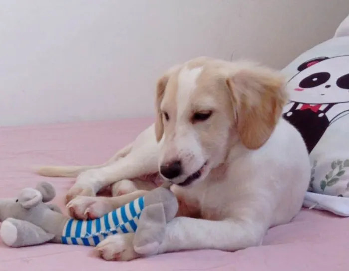 Cachorro ra a SRD-ViraLata idade 7 a 11 meses nome BILLY