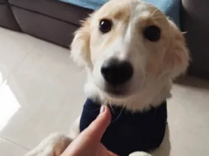 Cachorro raça SRD-ViraLata idade 7 a 11 meses nome BILLY