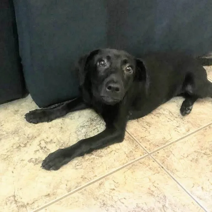 Cachorro ra a SRD-ViraLata idade 2 a 6 meses nome Savanah