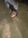 Floquinho 