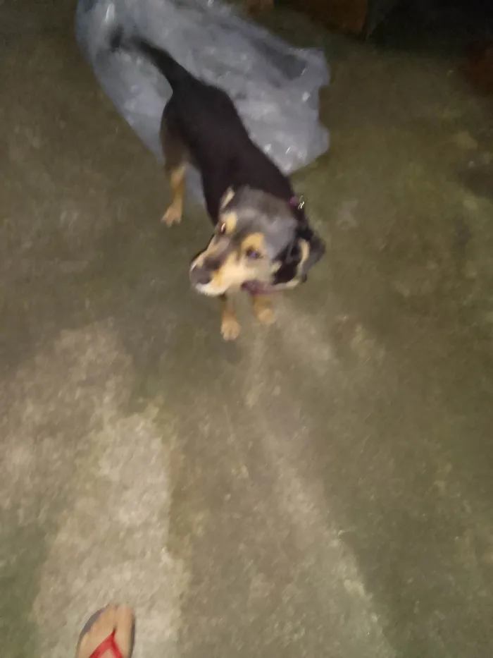 Cachorro ra a Poodle idade 1 ano nome Floquinho 