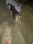 Floquinho 