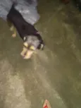 Floquinho 