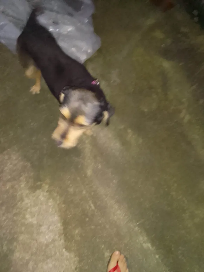 Cachorro ra a Poodle idade 1 ano nome Floquinho 