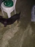 Floquinho 