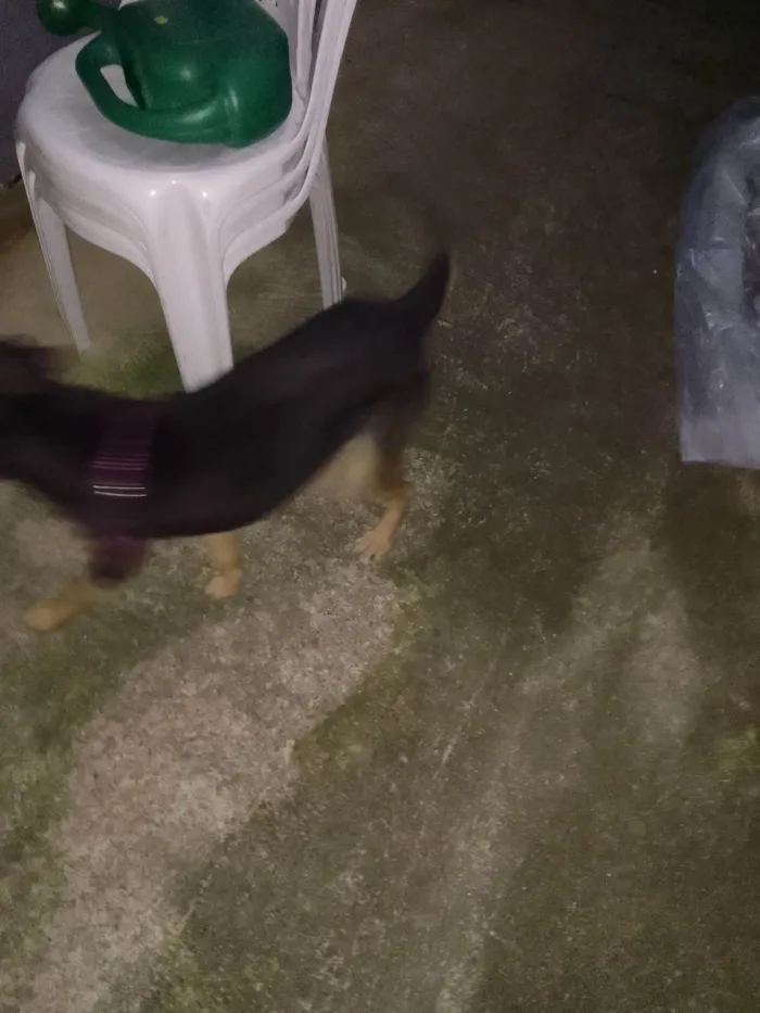 Cachorro ra a Poodle idade 1 ano nome Floquinho 