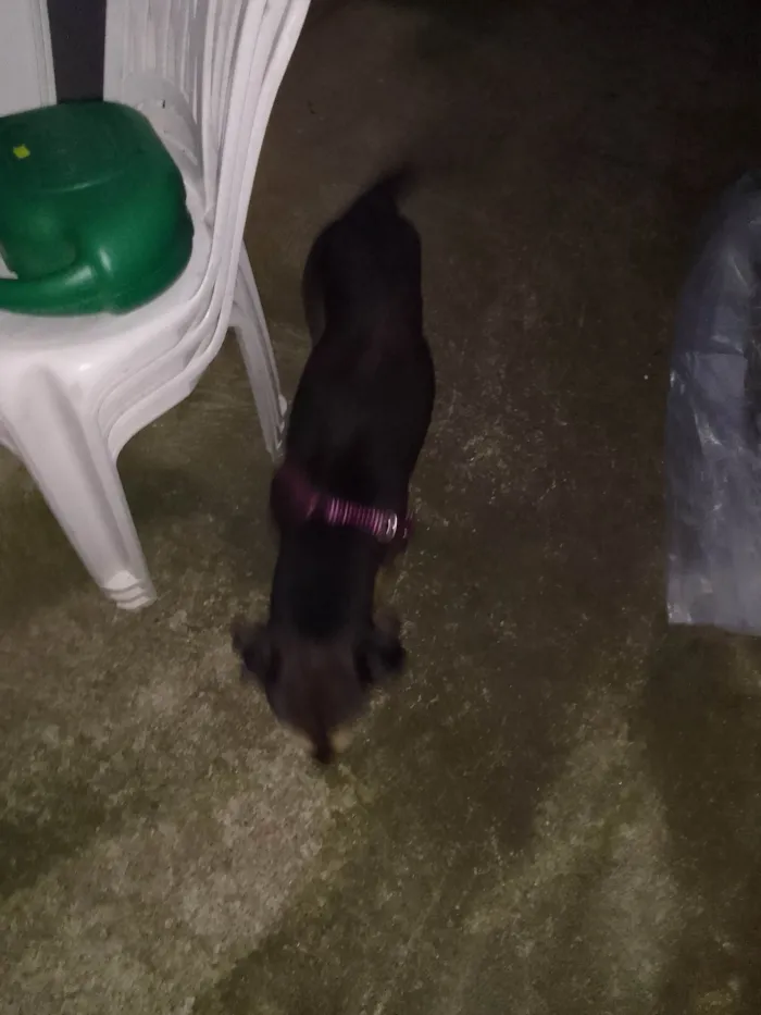 Cachorro ra a Poodle idade 1 ano nome Floquinho 