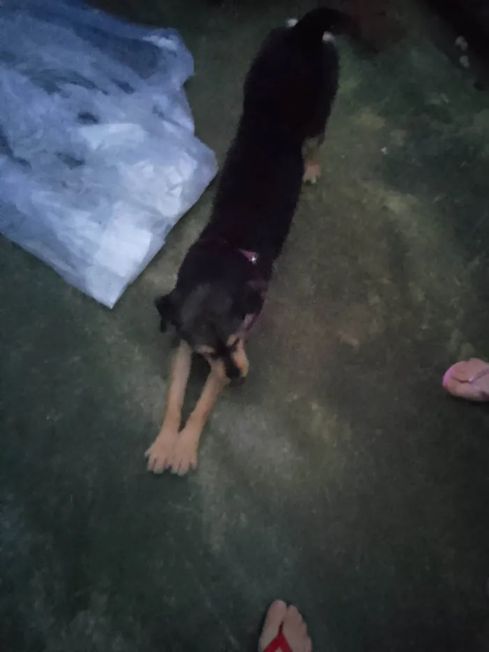 Cachorro ra a Poodle idade 1 ano nome Floquinho 