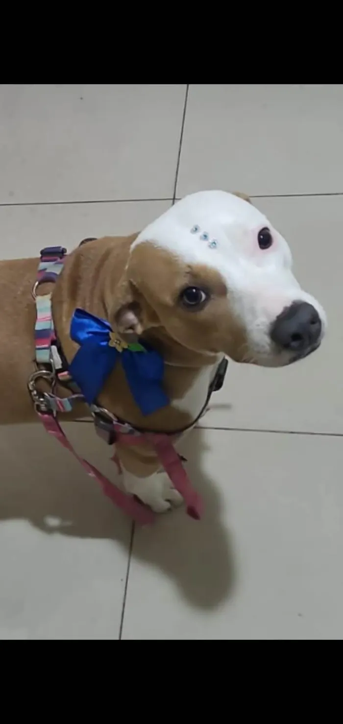 Cachorro ra a Poodle idade 1 ano nome Floquinho 