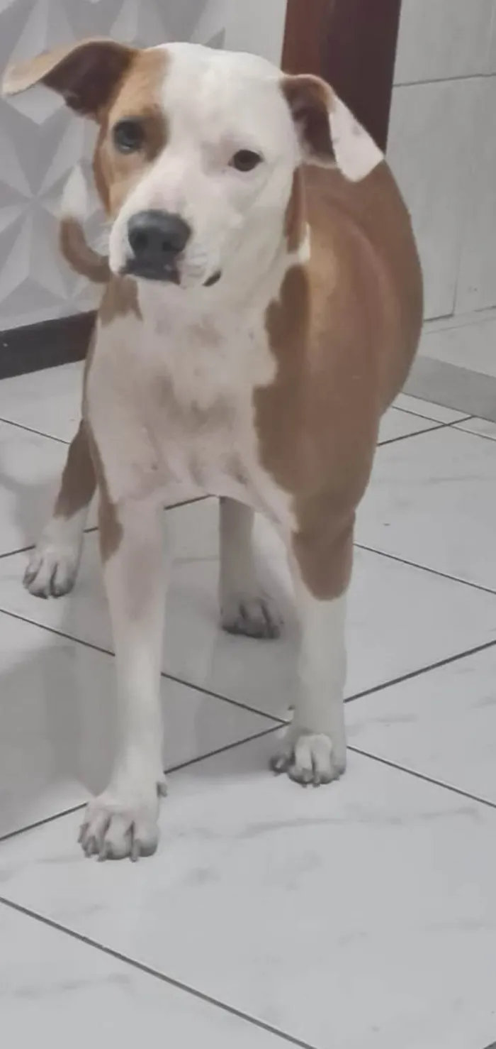 Cachorro ra a Poodle idade 1 ano nome Floquinho 