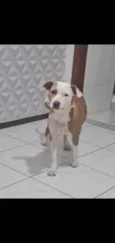 Floquinho 