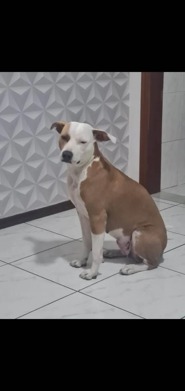 Cachorro ra a Poodle idade 1 ano nome Floquinho 