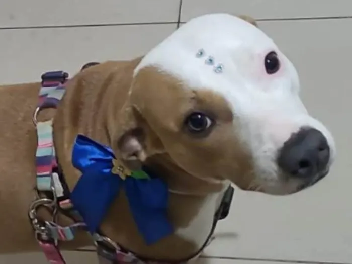 Cachorro ra a Srd idade 1 ano nome Charlene