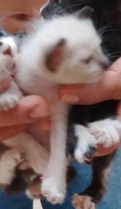 Gato ra a SRD-ViraLata idade 2 a 6 meses nome Siamês 
