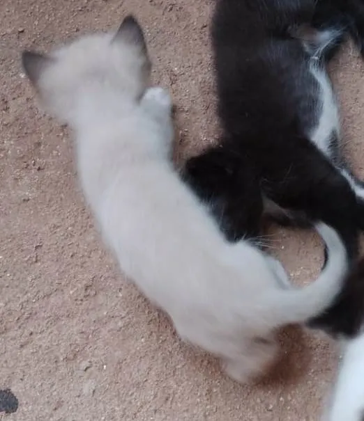 Gato ra a SRD-ViraLata idade 2 a 6 meses nome Siamês 