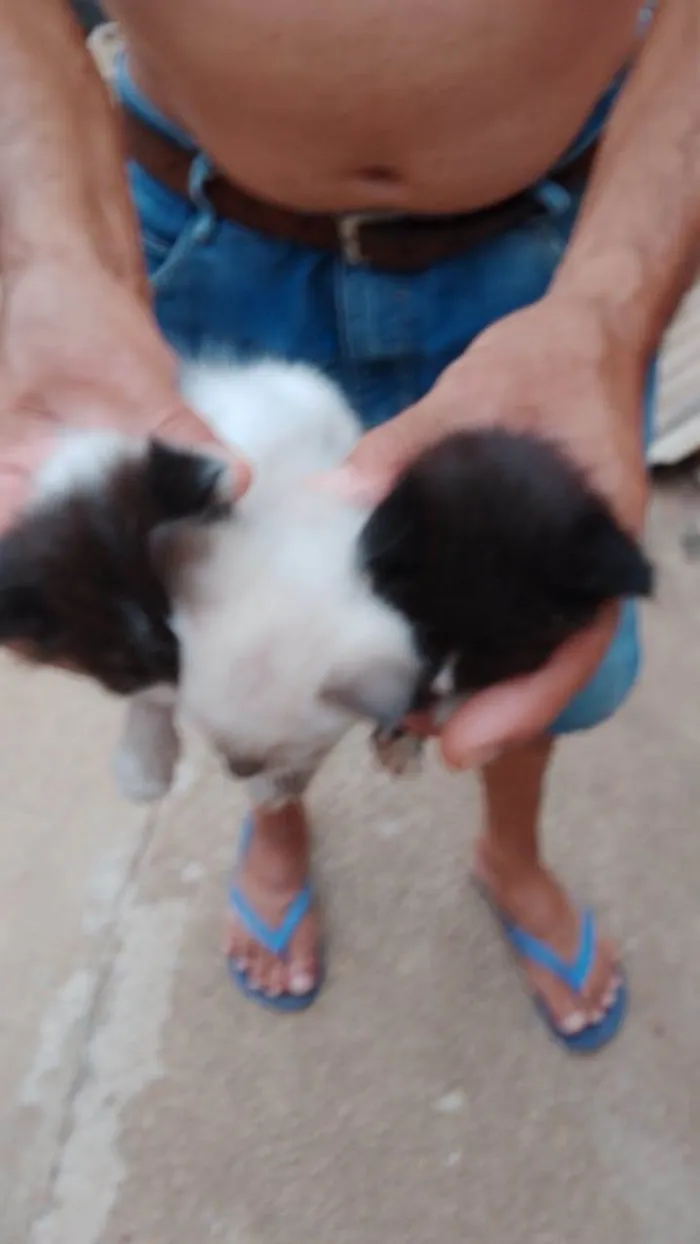 Gato ra a SRD-ViraLata idade 2 a 6 meses nome Siamês 