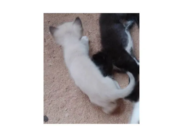 Gato ra a SRD-ViraLata idade 2 a 6 meses nome Siamês 