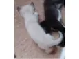 Siamês 
