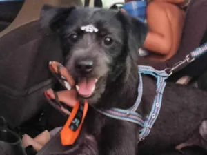 Cachorro raça SRD-ViraLata idade 1 ano nome Simon