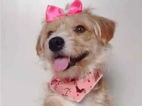 Cachorro ra a SRD-ViraLata idade 1 ano nome SARAH (CASTRADA)