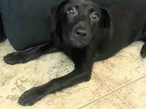 Cachorro raça SRD-ViraLata idade 2 a 6 meses nome Savanah