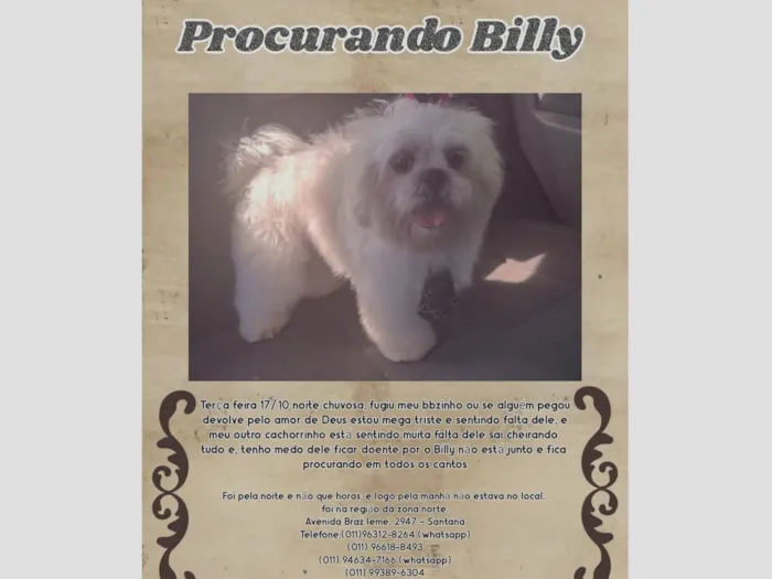 Cachorro ra a Shitzu idade 5 anos nome Billy 