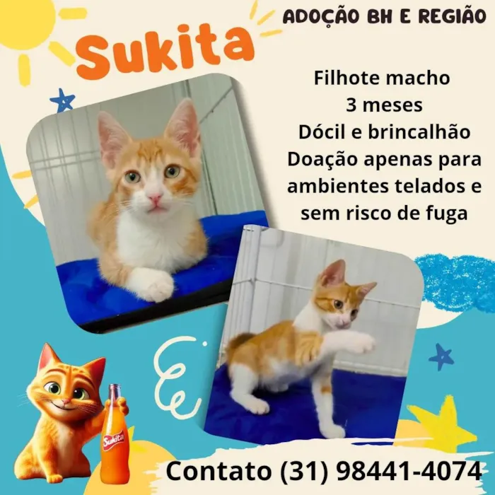 Gato ra a Srd idade 2 a 6 meses nome Sukita