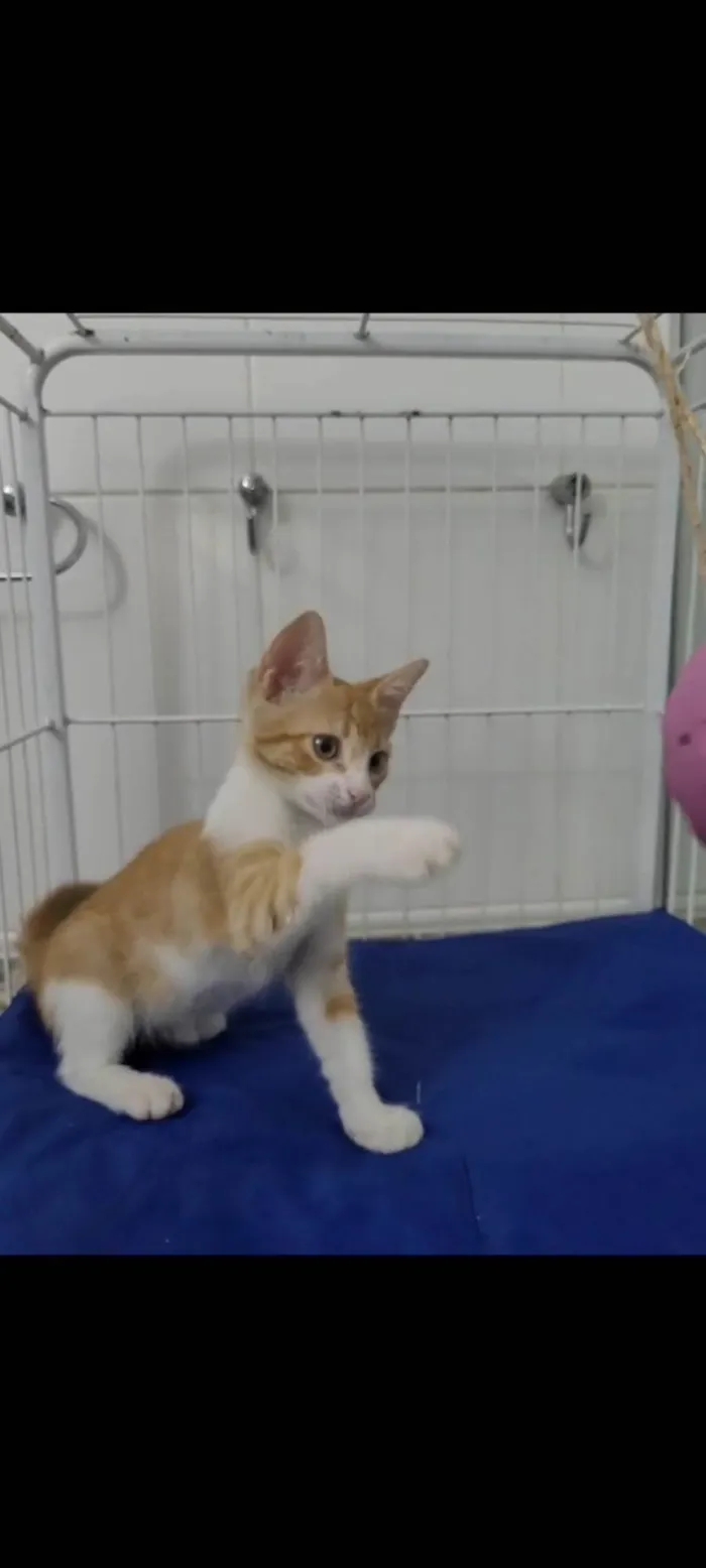 Gato ra a Srd idade 2 a 6 meses nome Sukita