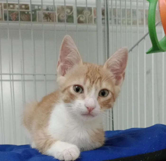 Gato ra a Srd idade 2 a 6 meses nome Sukita
