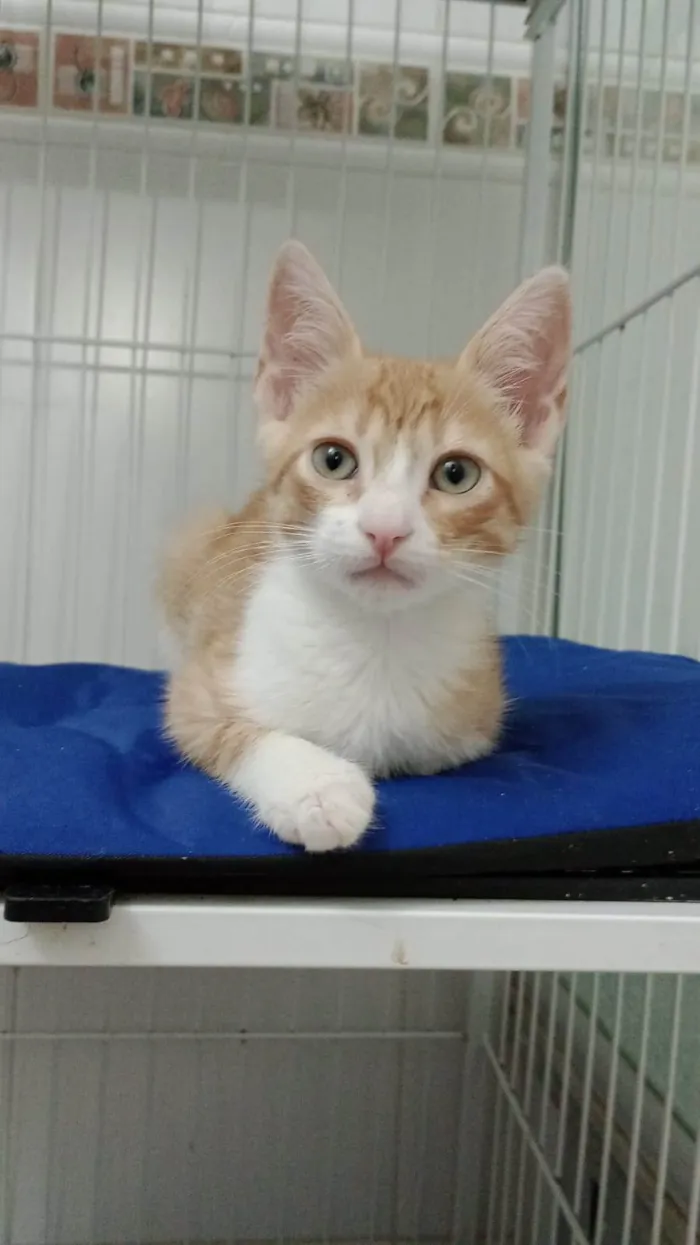 Gato ra a Srd idade 2 a 6 meses nome Sukita