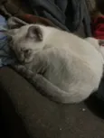 3 Machos(Sitka, Kenai e Koda) 1 fêmea (Nita)