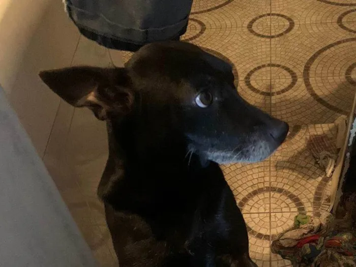 Cachorro ra a Vira lata  idade 3 anos nome Pretinha