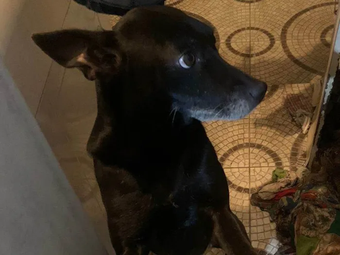 Cachorro ra a Vira lata  idade 3 anos nome Pretinha