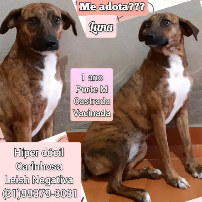 Cachorro ra a SRD-ViraLata idade 1 ano nome Luna