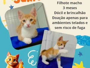 Gato raça Srd idade 2 a 6 meses nome Sukita