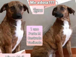 Cachorro raça SRD-ViraLata idade 1 ano nome Luna