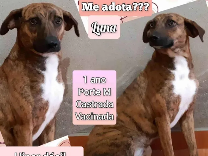 Cachorro ra a SRD-ViraLata idade 1 ano nome Luna